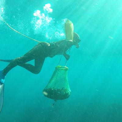 Bree Fox Periwinkle Diving